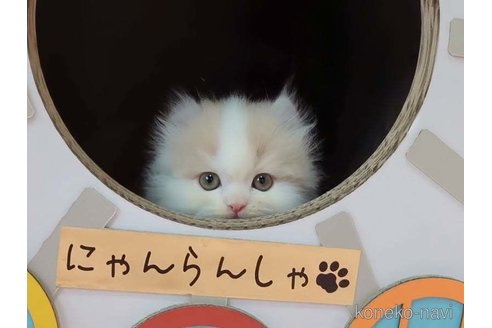 成約済の愛媛県のミヌエット-83500の4枚目