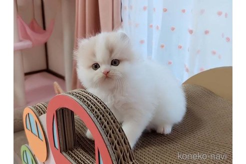 成約済の愛媛県のミヌエット-83500の6枚目