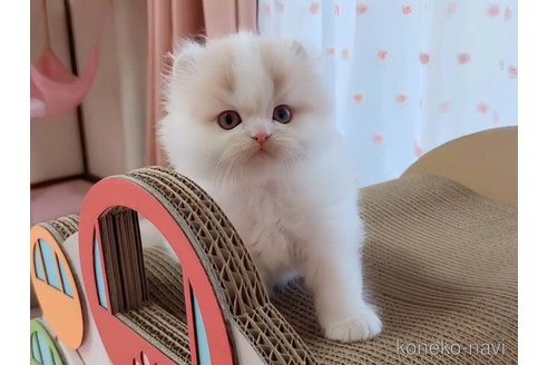 成約済の愛媛県のミヌエット-83500の7枚目