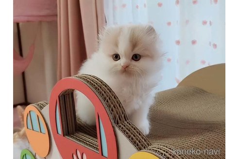 成約済の愛媛県のミヌエット-83500の5枚目