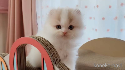 成約済の愛媛県のミヌエット-83500