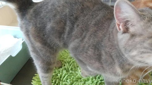 成約済の愛知県のマンチカン-69554の6枚目