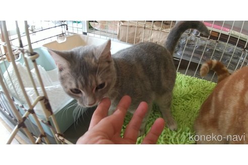 成約済の愛知県のマンチカン-69554の2枚目