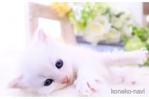 成約済の岐阜県のラガマフィン-83554の2枚目