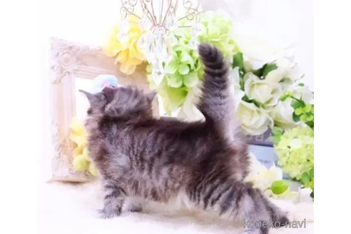 成約済の岐阜県のラガマフィン-83557の5枚目