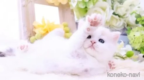 成約済の岐阜県のラガマフィン-83559の2枚目