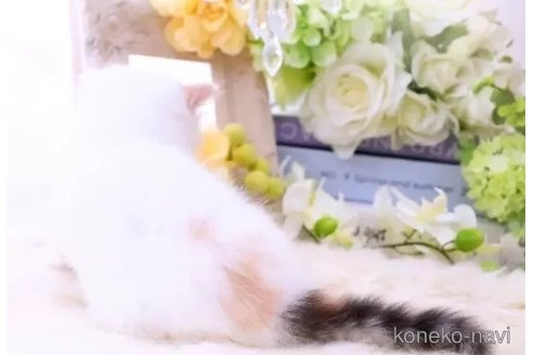 成約済の岐阜県のラガマフィン-83559の4枚目
