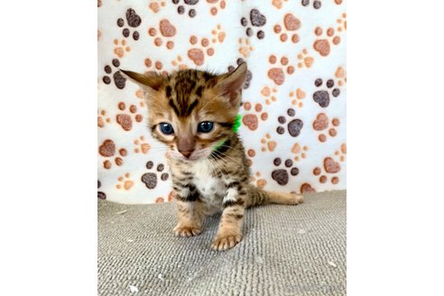 成約済の静岡県のベンガル-83163の32枚目