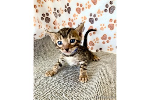 成約済の静岡県のベンガル-83164の25枚目
