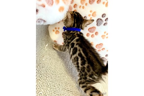 成約済の静岡県のベンガル-83164の24枚目