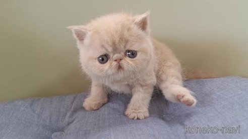 成約済の岐阜県のエキゾチックショートヘア-83582の5枚目