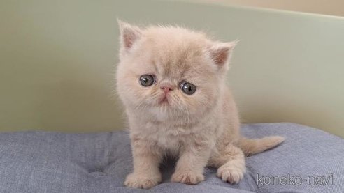 成約済の岐阜県のエキゾチックショートヘア-83582の6枚目