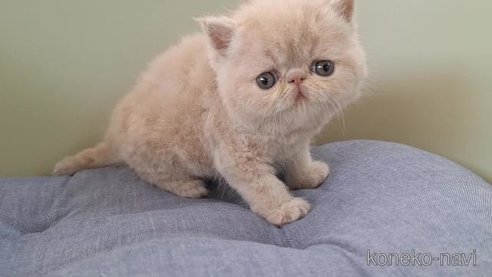 成約済の岐阜県のエキゾチックショートヘア-83582の4枚目