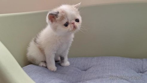 成約済の岐阜県のエキゾチックショートヘア-83583の3枚目