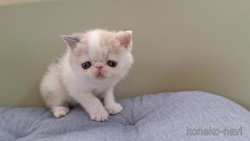 成約済の岐阜県のエキゾチックショートヘア-83583の4枚目