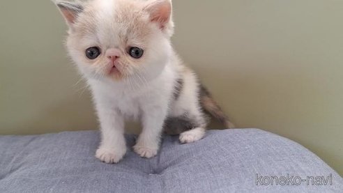 成約済の岐阜県のエキゾチックショートヘア-83583の6枚目