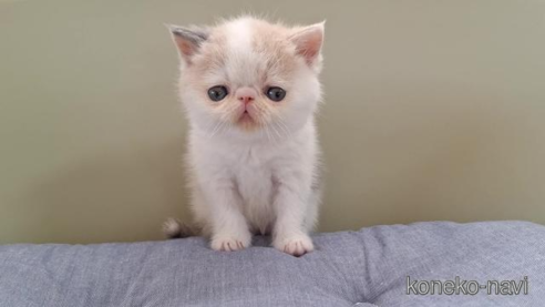 成約済の岐阜県のエキゾチックショートヘア-83583の1枚目