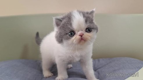 成約済の岐阜県のエキゾチックショートヘア-83584の2枚目