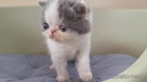 成約済の岐阜県のエキゾチックショートヘア-83584の3枚目