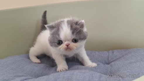 成約済の岐阜県のエキゾチックショートヘア-83584の5枚目