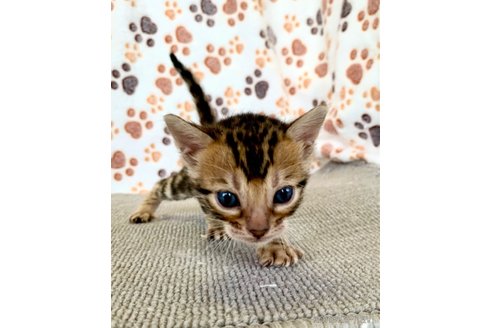 成約済の静岡県のベンガル-83162の9枚目