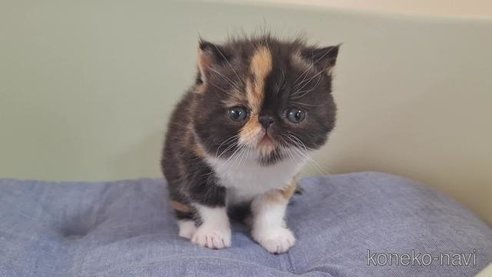 成約済の岐阜県のエキゾチックショートヘア-83587の2枚目