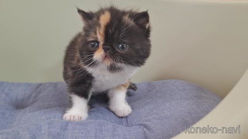 成約済の岐阜県のエキゾチックショートヘア-83587の3枚目