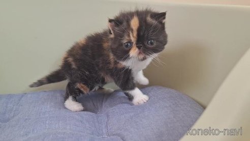 成約済の岐阜県のエキゾチックショートヘア-83587の5枚目