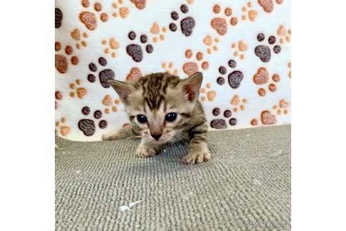 成約済の静岡県のベンガル-83160の42枚目