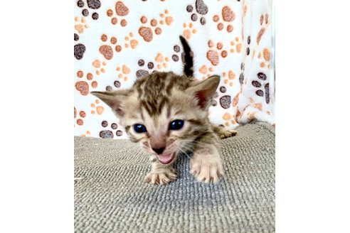 成約済の静岡県のベンガル-83160の41枚目
