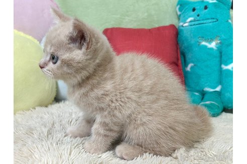 成約済の大阪府のブリティッシュショートヘア-83603の2枚目