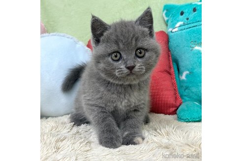 成約済の大阪府のブリティッシュショートヘア-83605の2枚目