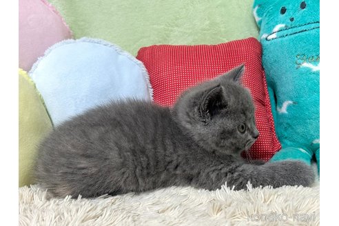 成約済の大阪府のブリティッシュショートヘア-83605の4枚目