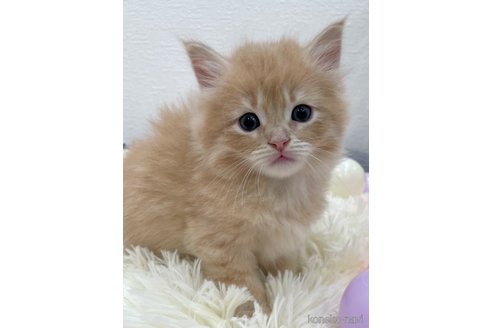 成約済の埼玉県のサイベリアン-79616の6枚目