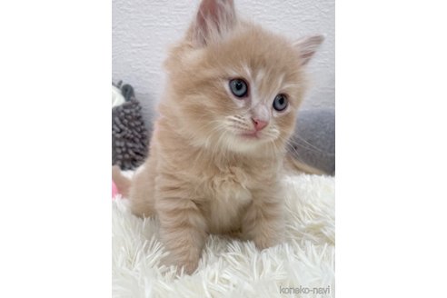 成約済の埼玉県のサイベリアン-79615の7枚目