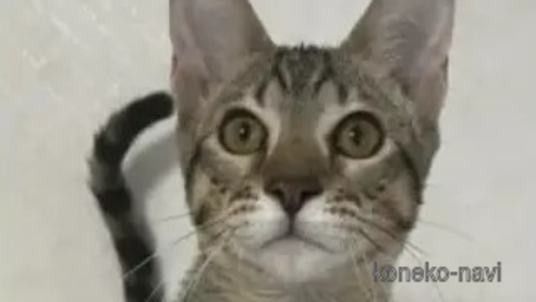 成約済の愛知県のサバンナキャット-51628の1枚目