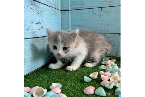 成約済の埼玉県のスコティッシュフォールド-78294の9枚目