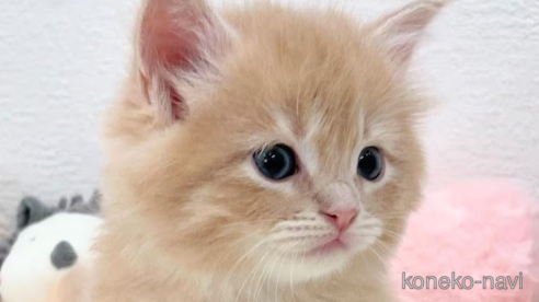 成約済の埼玉県のサイベリアン-79616の5枚目