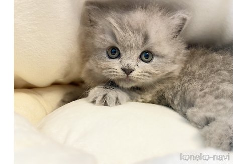 成約済の島根県のブリティッシュロングヘア-83683の5枚目