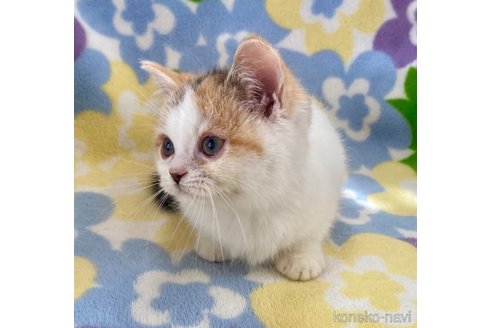 成約済の神奈川県のマンチカン-78797の5枚目
