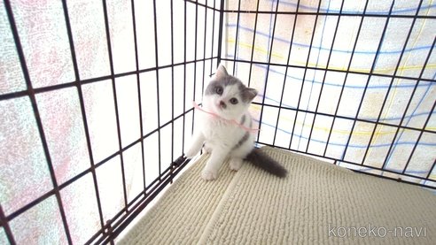 成約済の茨城県のブリティッシュショートヘア-76575の2枚目