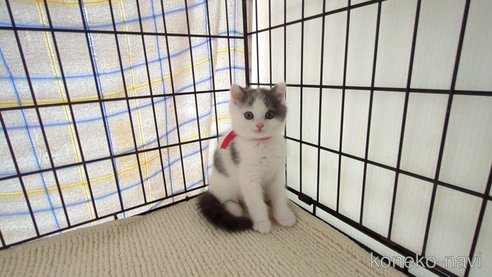 成約済の茨城県のブリティッシュショートヘア-76574の1枚目