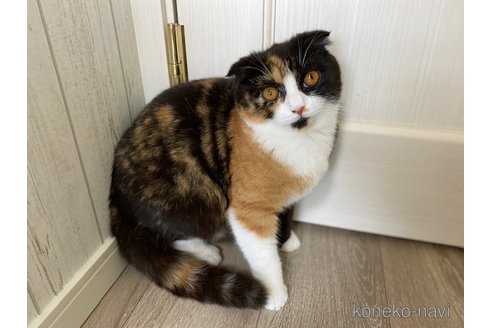 成約済の茨城県のスコティッシュフォールド-74286の5枚目