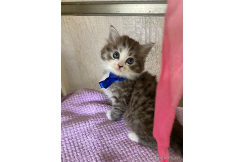 成約済の神奈川県のマンチカン-81235の19枚目