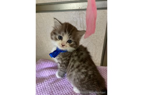 成約済の神奈川県のマンチカン-81235の18枚目