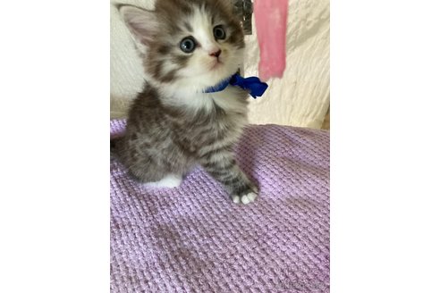 成約済の神奈川県のマンチカン-81235の16枚目