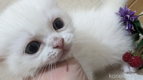 成約済の広島県のその他の猫種-79155の41枚目