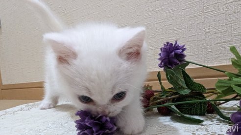 成約済の広島県のその他の猫種-79155の38枚目