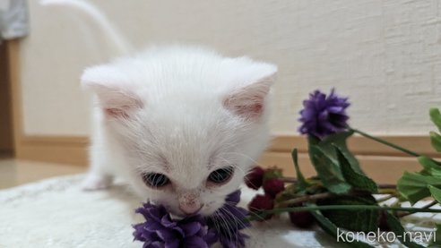 成約済の広島県のその他の猫種-79155の39枚目