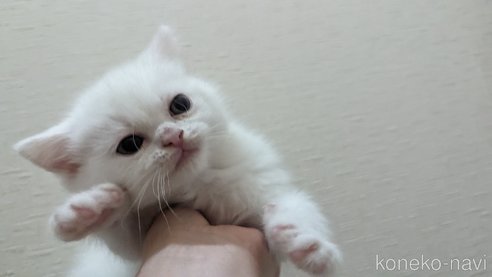 成約済の広島県のその他の猫種-79155の36枚目